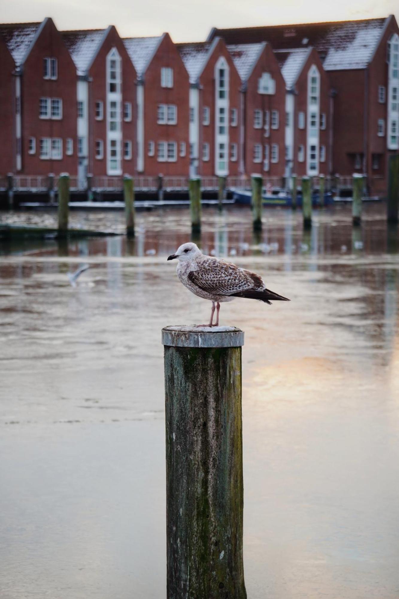 Apartment Ferienhus #2 Nordfriesland *